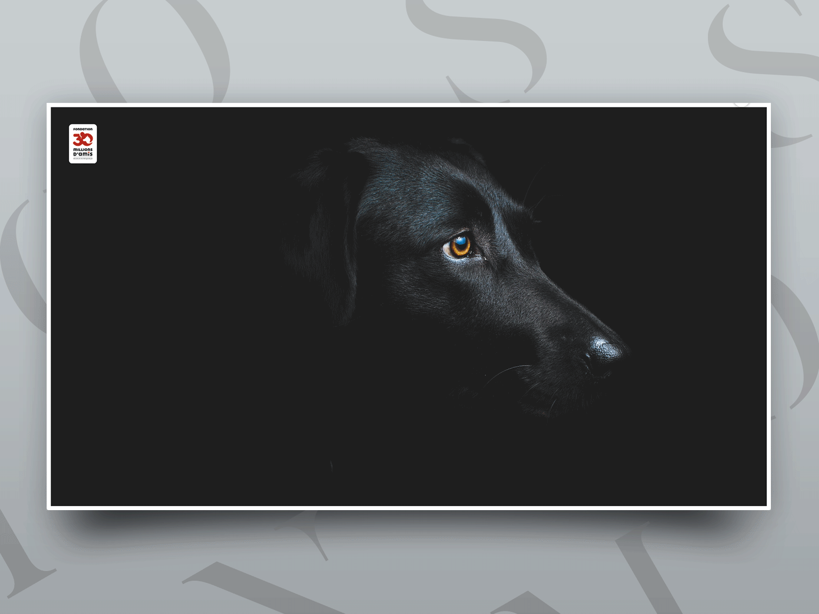 Homepage animation adobe xd adobexd animal animated animation black concept dark dark ui dog flat homepage red typography ui ux web design webdesign website