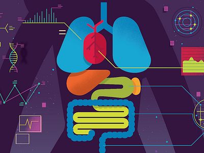 internal organs charts heart intestines lungs organs science