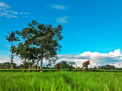 Bangladesh Nature