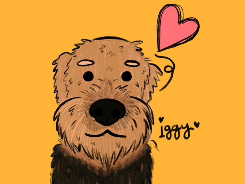 Iggy. procreate illustration dog airedale terrier