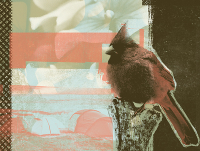 Collage bird camp cardinal collage collage art collageart halftone print tent texture tree