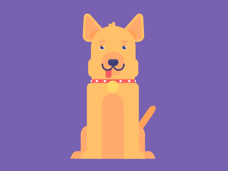 Golden Retriever 2d after effects aftereffects animation dog infographic motion motion design motiondesign