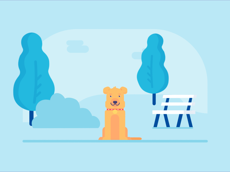 Golden Retriever 2d after effects aftereffects animation dog infographic motion motion design motiondesign