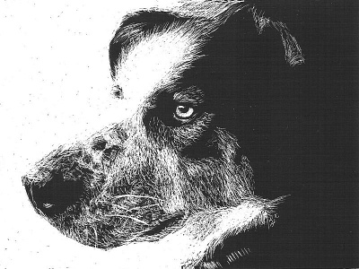 Willis Scratch art dog scratch board