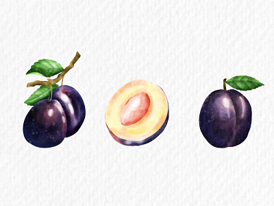 Plums in watercolor fruits illustration watercolor watercolor clipart