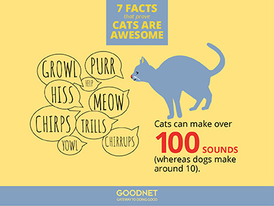 Facts about Cats Infographic cats infographic numbers