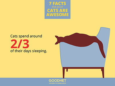 Facts about Cats Infographic