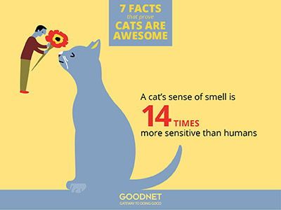 Facts about Cats Infographic cats infographic numbers