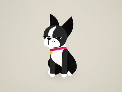 Coco, the Boston Terrier boston terrier cocobelly dog flat illustration