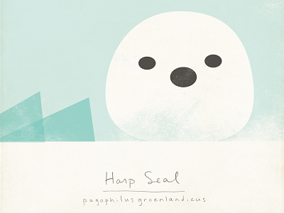 Harp Seal animals arctic illustration modern nature
