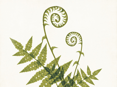 Fiddlehead Fern Illustration botanical fern green illustration modern plant