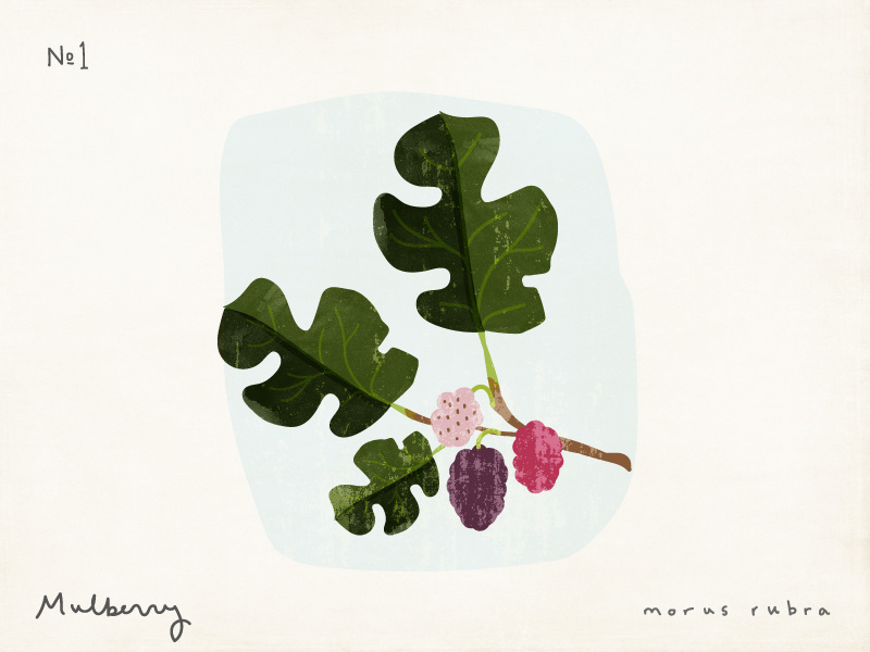 Forager's Feast Mulberry recipe greeting card free printable identification plant forager illustration mulberry botanical