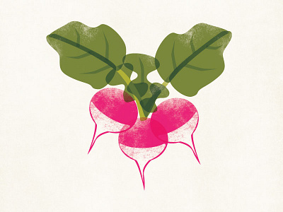 Radishes amy sullivan flat illustration radish vegetable veggie