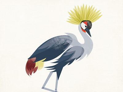 Grey Crowned Crane bird crane flat illustration