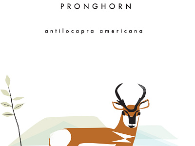 pronghorn animals illustration