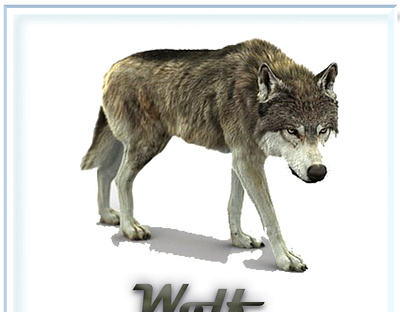 wolf 3d animation banner branding design graphic design illustration motion graphics vector