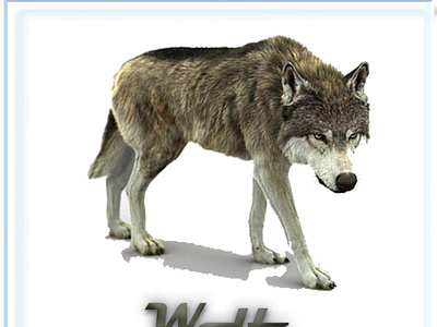 wolf