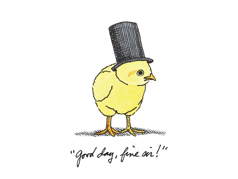 Chichi Chicks Series: No. 1 fancy chicken illustration