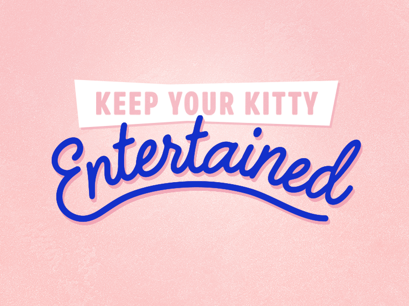 Keep Your Kitty Entertained cat chewy email gif kitty lockup pets type