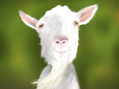 Goat illustration ipad art procreate