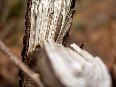 Broken Branch photography