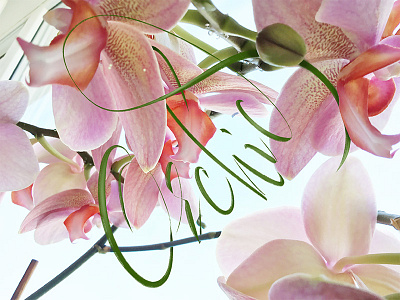 Orchid calligraphy flowers handlettering illustration ipad orchid photo