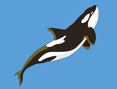 Whale Illustration adobe adobe illustration ai graphic design logo vector whale
