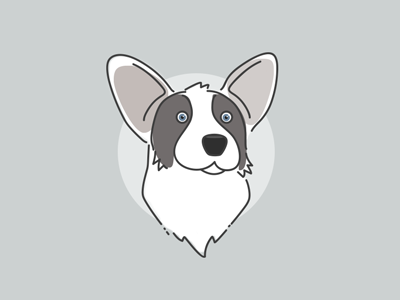 Indiana the Cardigan corgi dog