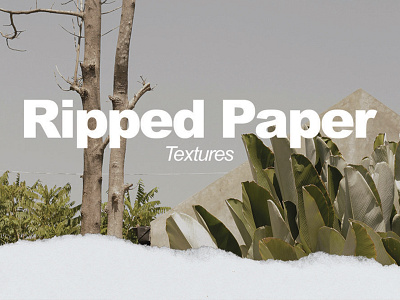 Ripped Paper Textures