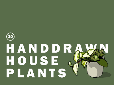 Handdrawn House Plants Illustrations