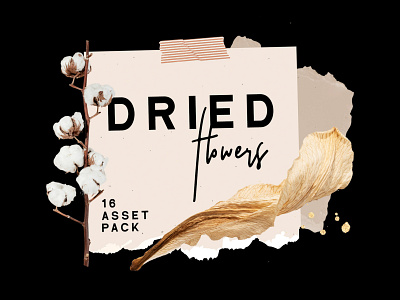 Dried Flowers Asset Pack aesthetic cheap decoration design dried flower envelope graphic design illustration logo overlay png seamless vector