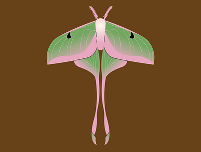 18. Wing animal bug illustration illustrator luna moth minimal moth vector wing wings