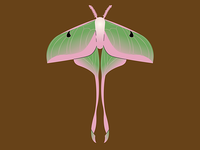 18. Wing animal bug illustration illustrator luna moth minimal moth vector wing wings