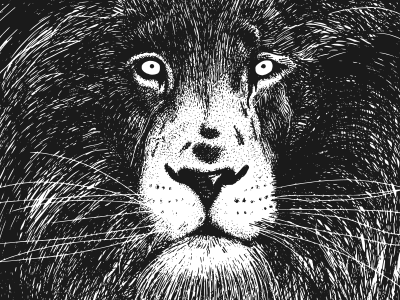 Lion Illustration digital drawing illustration illustration art komorowski lion