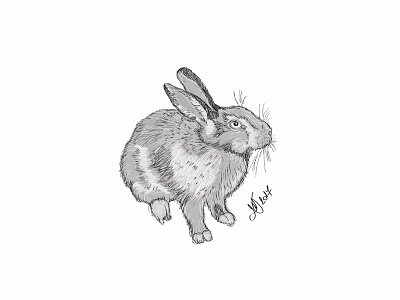 Small gray rabbit