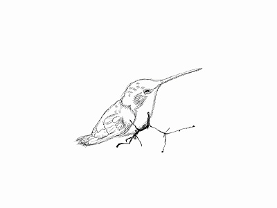 Litle Colibri a drawing simple