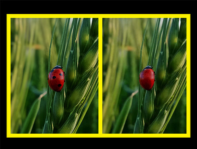 Remove Black Spot From Ladybird - Art By AHK adobe artbyahk background design graphic design ladybird poster remove spot viral