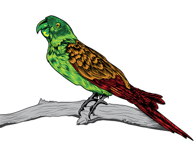 Polly illustration parrot vector