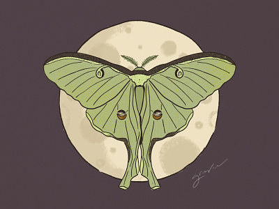 Luna Moth autumn bug illustration fall full moon illustration insect illustration luna moth magic mint green moth witchy