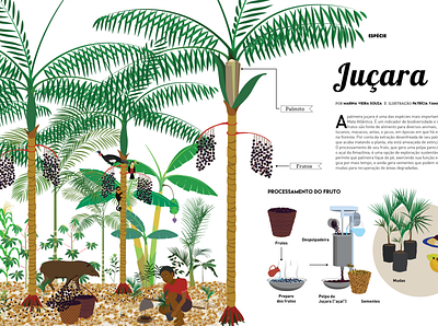 Infographics for the Planting Waters magazine adobe illustrator agroforestry system atlantic forest environment illustration infography magazine vector illustration