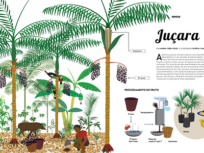 Infographics for the Planting Waters magazine adobe illustrator agroforestry system atlantic forest environment illustration infography magazine vector illustration