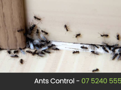 Eco Pest Control Gold Coast  - The Pest Experts