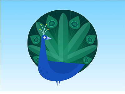 Peacock_illustration