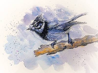 Bird bird drawing illustration sketch watercolor