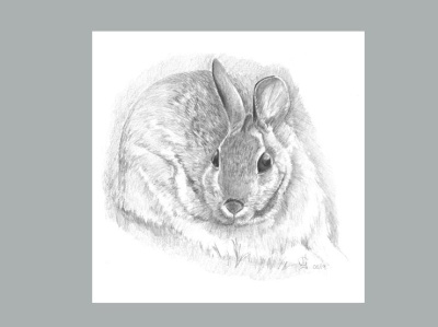 Graphite Drawing: Resting Rabbit by Maggie Griess on Dribbble