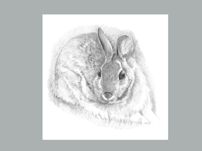 Graphite Drawing: Resting Rabbit graphic design illustration