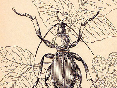 Bug bug illustration ink raspberries