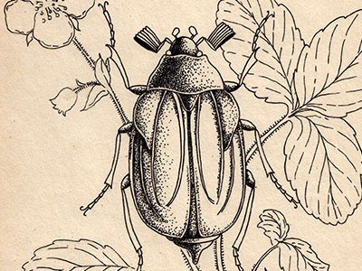 Cockchafer and strawberry