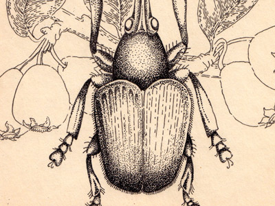 Weevil and pear bug illustration ink pear weevil