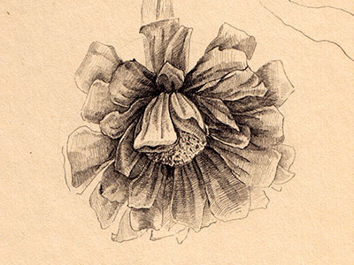 Zinnia flower pensil zinnia